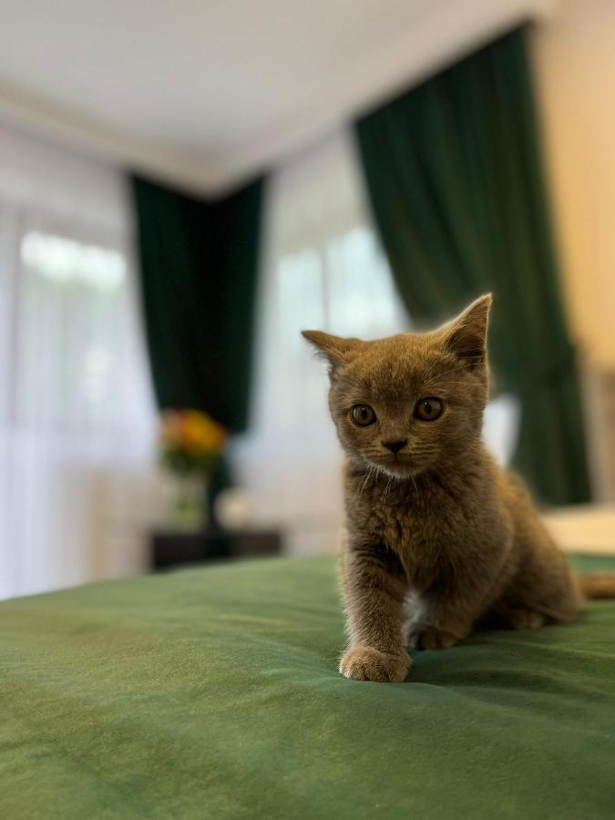 Vila Calimanel Otel Vatra Dornei Dış mekan fotoğraf